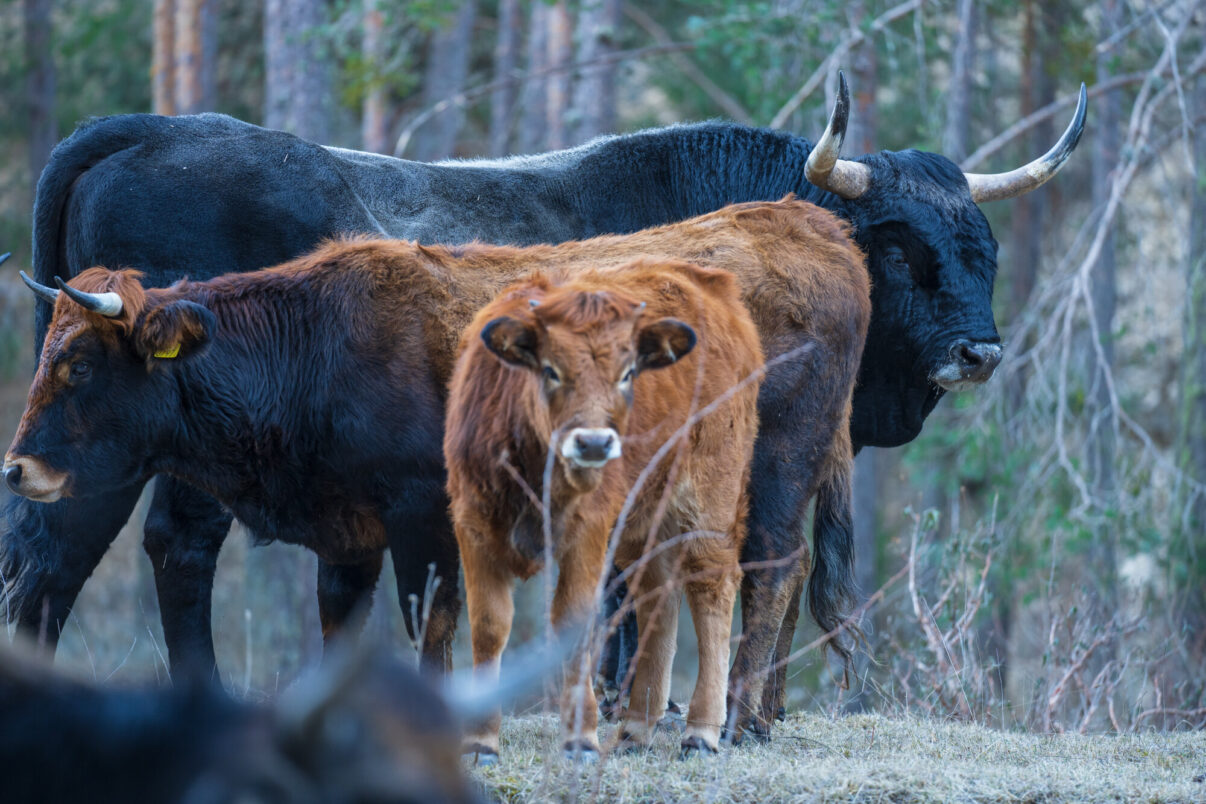 Tauros cattle, on their way to again become Aurochs, Bos primigenius. This form is called Tauros. A project by the Tauros Foundation, in cooperation with Rewilding Europe Foundation. .Frias de Albarracín, Aragon, Spain