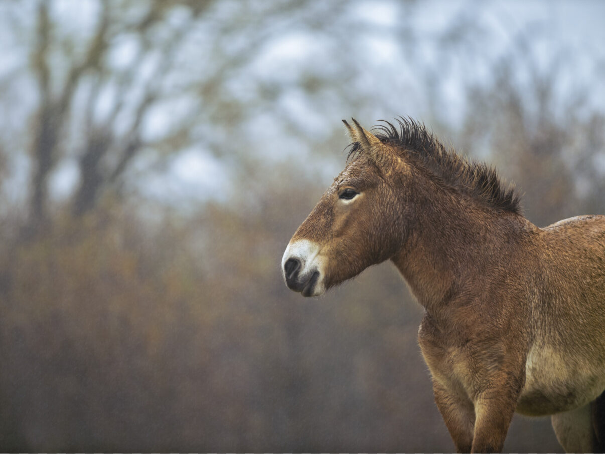 Przewalski's horse following its release in the Iberian Highlands, Spain.