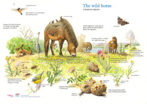 Rewilding area - Natural grazing of large herbivores - Przewalski’s ...