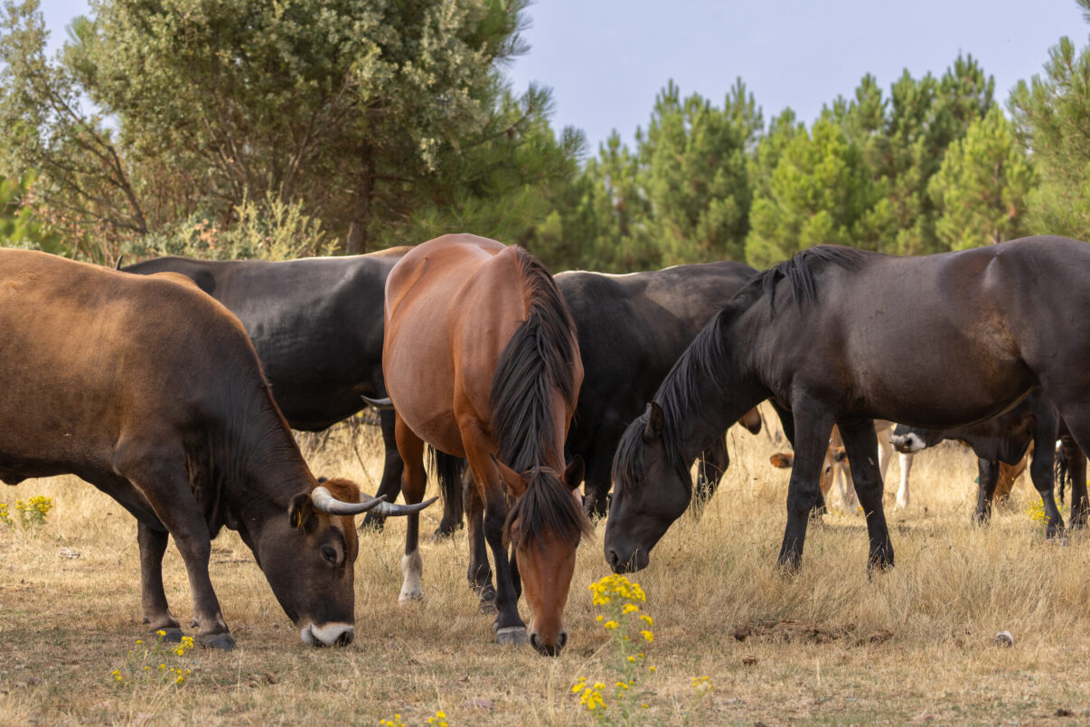 Serrano horses and tauros, a hybrid of ancient domestic breeds of cattle to mimic the extinct aurochs, graze together. Iberian Highlands rewilding landscape, Spain.