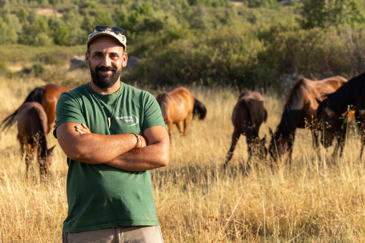 Herd manager, Rafael Vigil Bueno, standing in front of serrano horses in the Iberian Highlands rewilding landscape, Spain.