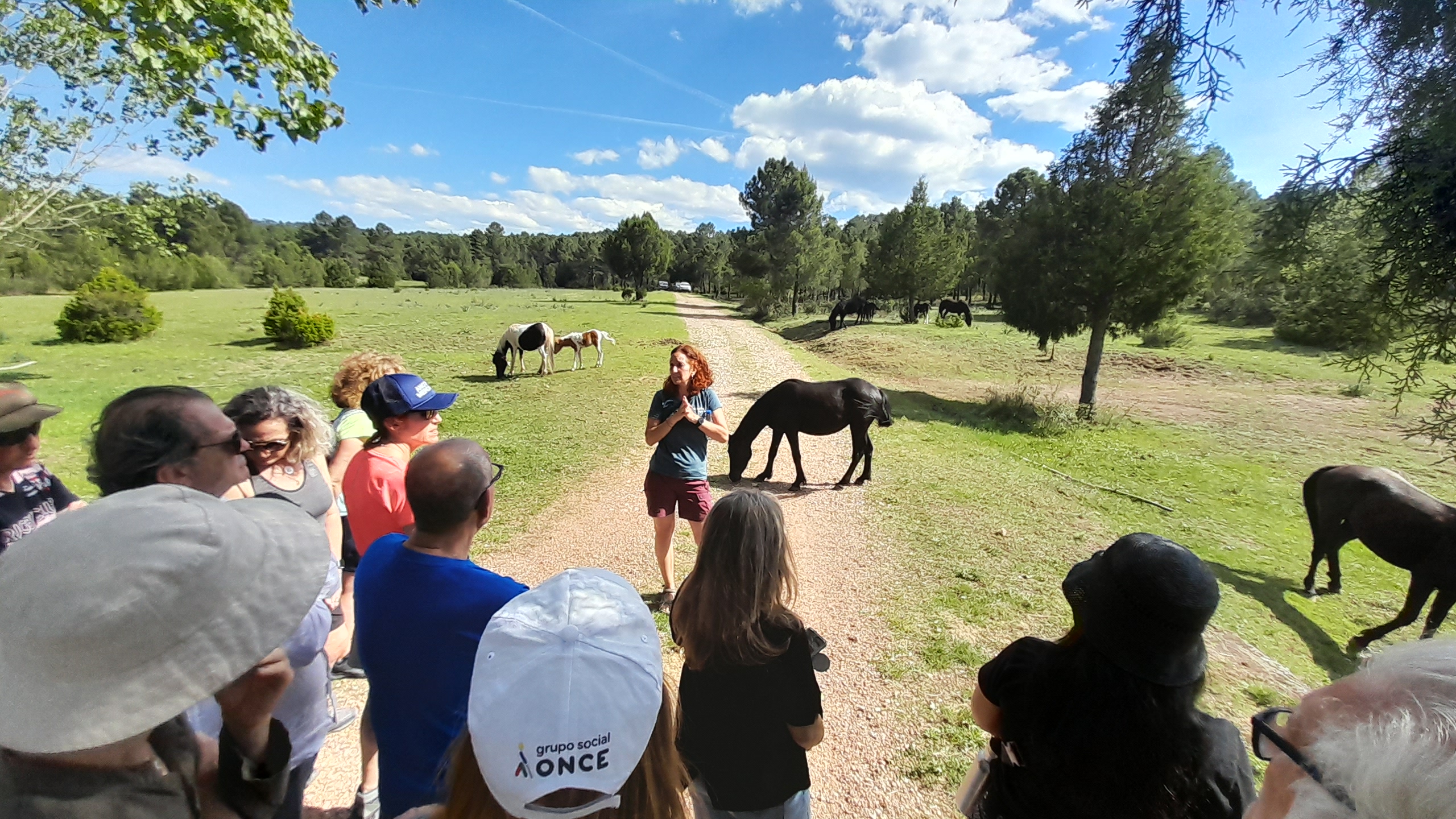 Salida con Rewilding Spain a la zona de pastoreo natural con caballos pottoka en Torremocha del Pinar