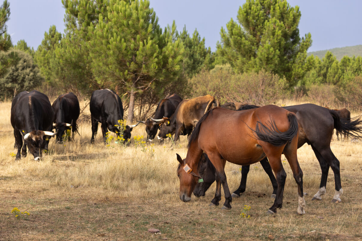 Serrano horses and tauros, a hybrid of ancient domestic breeds of cattle to mimic the extinct aurochs, graze together. Iberian Highlands rewilding landscape, Spain.