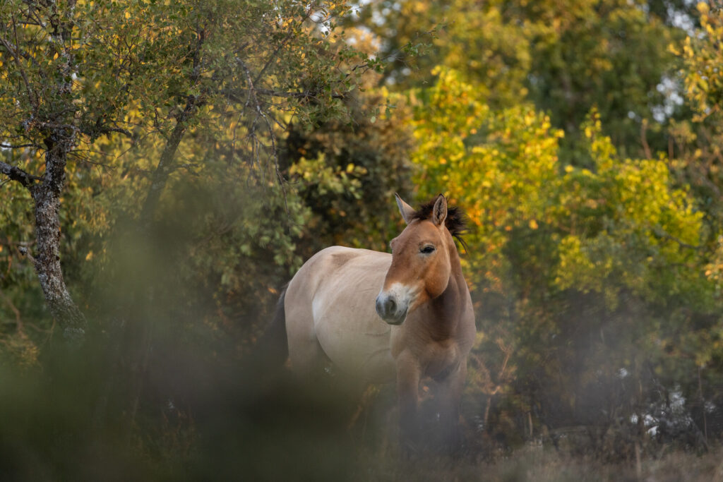 A przewalski's horse amongst native woodland in the Iberian Highlands rewilding landscape.