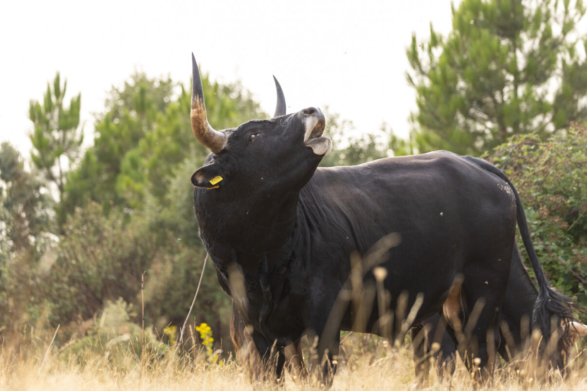 A tauros bull, a hybrid of ancient domestic breeds of cattle to mimic the extinct aurochs. Iberian Highlands rewilding landscape, Spain.